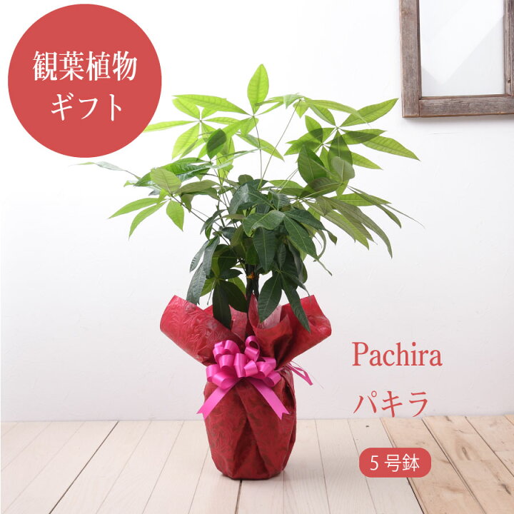 楽天市場 観葉植物 おしゃれ パキラ 5号サイズ ねじり 鉢植え オフィス 自宅 ベランダ 店舗 ギフト プレゼント ラッピング Fleur Town 吉本花城園