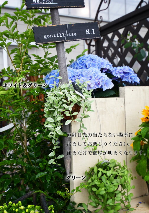 楽天市場 観葉植物 吊り下げ ディスキディア 3号サイズ オフィス 自宅 ベランダ 店舗 ギフト プレゼント 室内に飾る 玄関に飾る 吊り下げ Fleur Town 吉本花城園