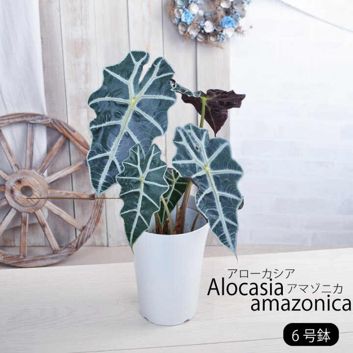 楽天市場】観葉植物 アロカシア アマゾニカ 5号 鉢植え アローカシア 