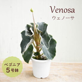 観葉植物 木立性 ベゴニア ウェノーサ ベノーサ 5号鉢 希少品種 インテリア プレゼント ギフト
