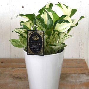 |gX Xe[^X tF S[WXȖ͗l ȒP ϗtA 5 ݂蔫 nMO A