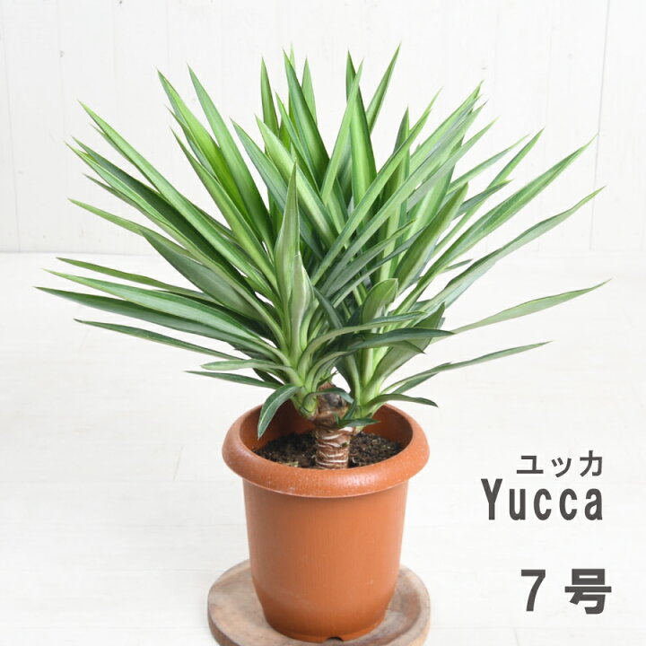 楽天市場】観葉植物 ユッカ 7号鉢 ドラセナ 青年の木 育てやすい 乾燥 