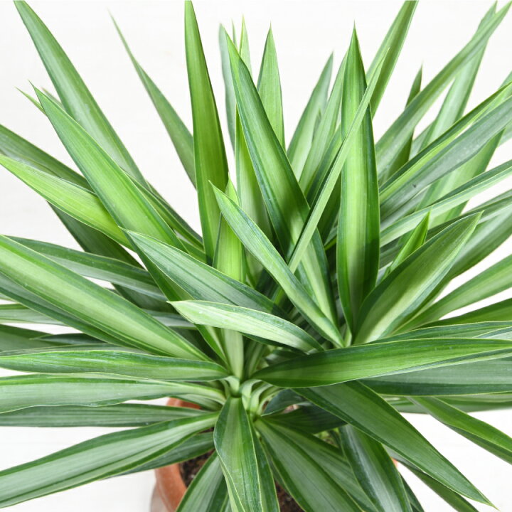 楽天市場】観葉植物 ユッカ 7号鉢 ドラセナ 青年の木 育てやすい 乾燥 