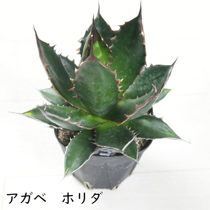 楽天市場】アガベ ホリダ 3.5号 多肉植物 ドライガーデン 観葉植物 