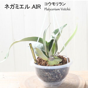 lK~G AIR RE rJNV_ B[`[ 5 ˂`bv ݂艺 nMO  ϗtA CeA  