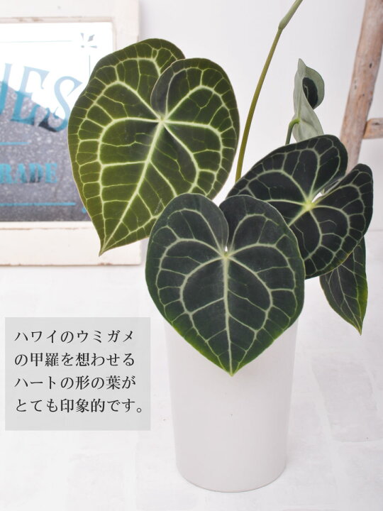 楽天市場】観葉植物 原種 アンスリューム クラリネルビウム 5号 鉢植え 