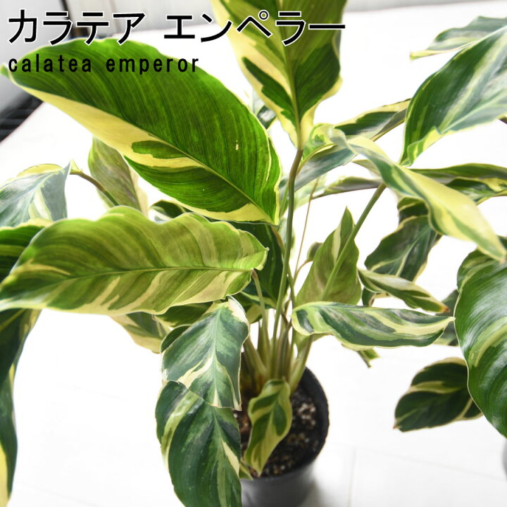 楽天市場】最高級 カラテア エンペラー 3.5号ポット苗 おしゃれな 観葉 