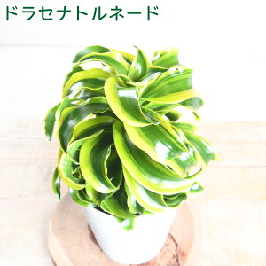 yZ[iIz  hZi gl[h 5 j[NȊϗtA hZi fVX Ai