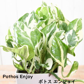 ポトス エンジョイ 5号鉢 美しい 斑入り 簡単 観葉植物 鉢植え