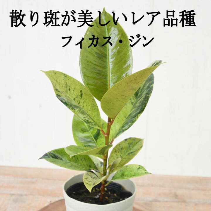楽天市場】フィカス ジン 斑入り ゴムの木 4号 珍しい品種 育てやすい 