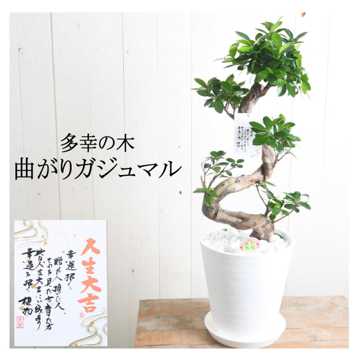 楽天市場】ガジュマル 曲がり 観葉植物 ギフト 8号鉢 プレゼント 事務 