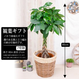 観葉植物 大型 プレゼント パキラ 7号鉢 鉢植え ギフト 鉢カバー付き 受け皿付き 新築祝い 引っ越し祝い 御祝 開店祝い 開業祝い インテリア 立札 カード対応 水やり当番パンダちゃん サスティ 選べるおまけ付き