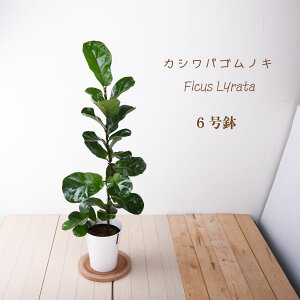 鉢植え 木 大型の人気商品 通販 価格比較 価格 Com