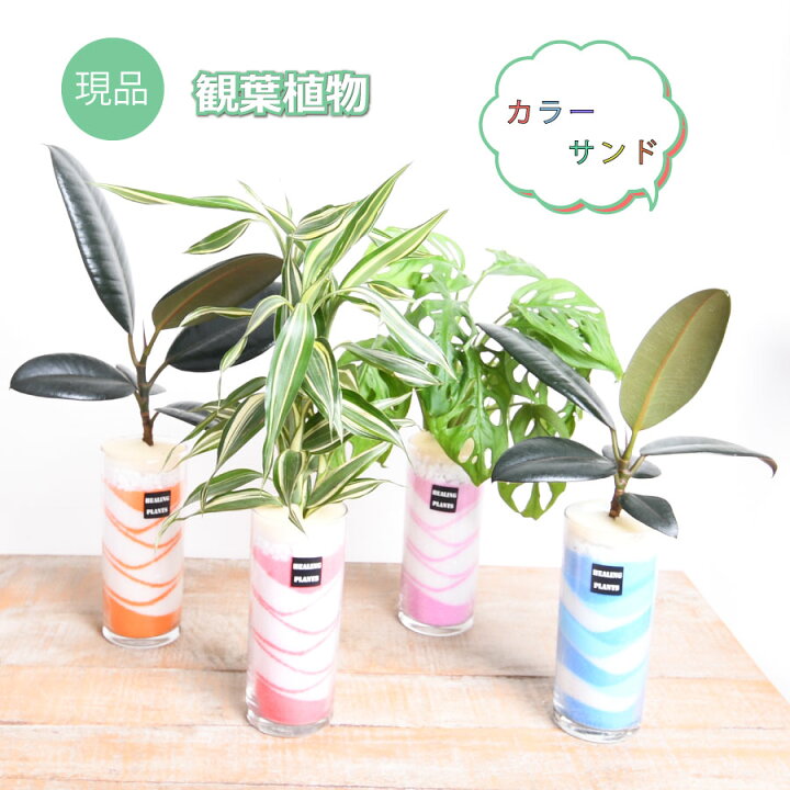楽天市場 現品 観葉植物 カラーサンド サンドアート ハイドロカルチャー ドラセナ ゴムの木 モンステラ マドカズラ Fleur Town 吉本花城園