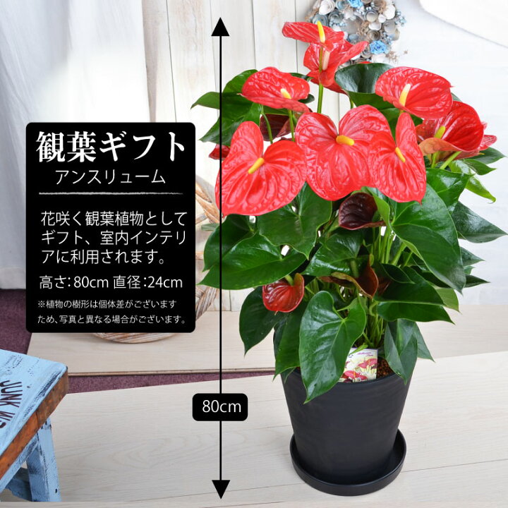 楽天市場 観葉植物 訳あり 処分品 ご自宅用 特大 大株 8号サイズ アンスリューム ３１ ピンク 鉢植え 花 多少の花や葉の傷みあり Fleur Town 吉本花城園
