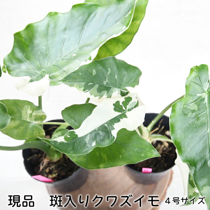 楽天市場】希少 斑入り クワズイモ 【現品販売】 4号ポット苗 