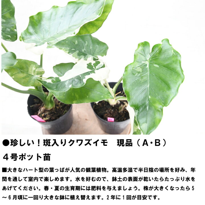 楽天市場】希少 斑入り クワズイモ 【現品販売】 4号ポット苗 