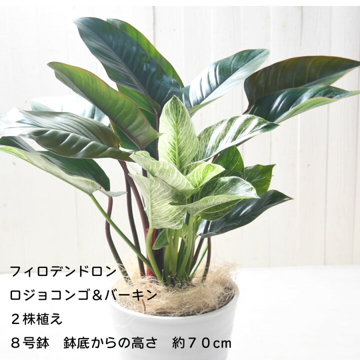 楽天市場】フィロデンドロン ロジョコンゴ バーキン 2株植え 8号鉢 