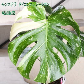 モンステラ タイコンステレーション 【現品販売】 5号鉢 希少 斑入り 高級感 おしゃれな 観葉植物 インテリア