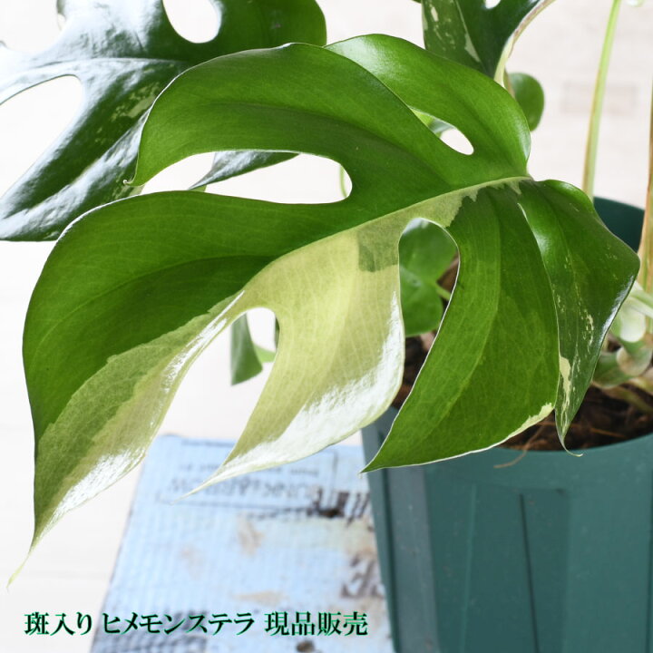 楽天市場】斑入り ヒメモンステラ 【現品販売】 4号 希少 葉を楽しむ 