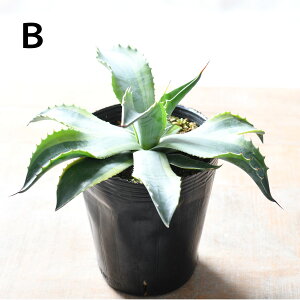 AKx IoeBtHA IJ 4 yIׂ錻iz   lC A hCK[f ϗtA AKx