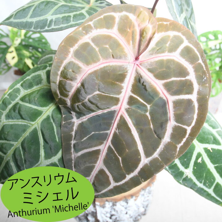 楽天市場】超人気！ 希少！ アンスリウム ミシェル 【現品2点限り】7 