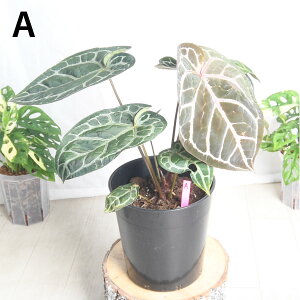 yX[p[Z[Iz lCI 󏭁I AXE ~VF yi2_z7 tF AX[ }OjtBJ