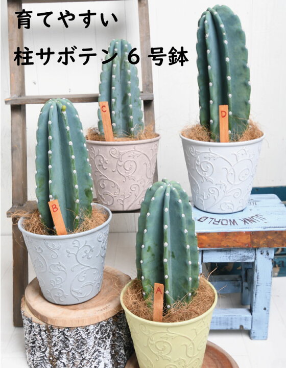 楽天市場】柱サボテン 6号 鉢植え 1本立ち 観葉植物 おしゃれな 棘 