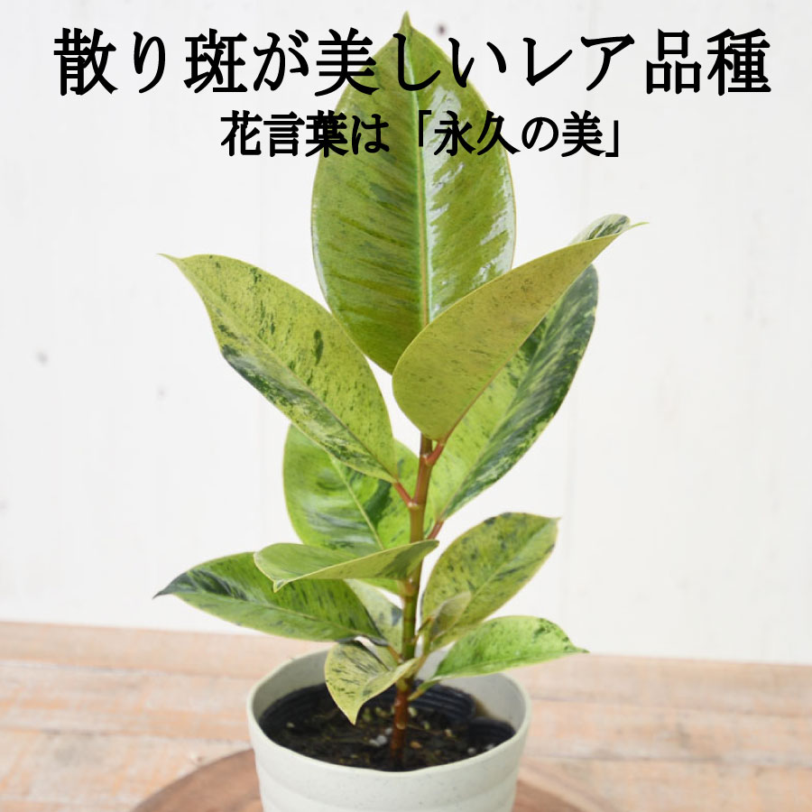 【楽天市場】フィカス ジン 斑入り ゴムの木 珍しい品種 育てやすい