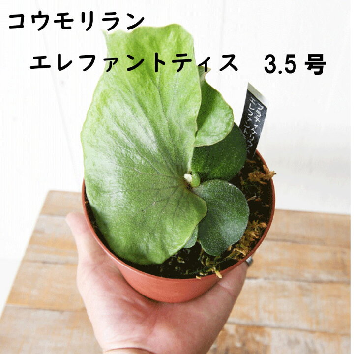 楽天市場】コウモリラン エレファントティス 3.5号 ビカクシダ 観葉 