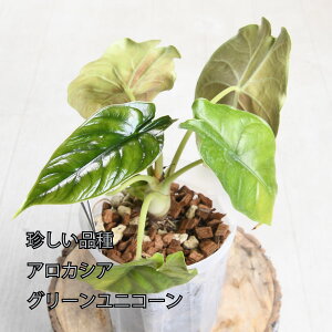 yZ[izAJVA O[jR[ ˂`bv lK~G AYj[ƃhSXP[̌z ϗtA urbanjungle A[oWO i  5 Xbg |bg A