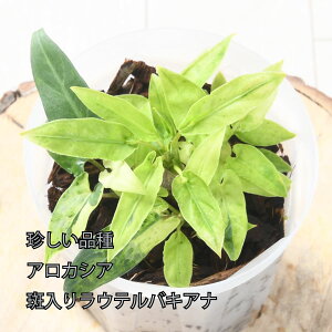 yZ[izAJVA EeoLAi  ˂`bv lK~G oGK[^ ϗtA i  4 A[JVA tyރ^Cv