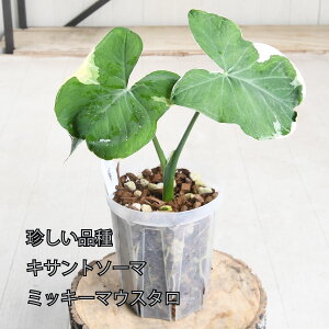yZ[izLTg\[} ~bL[}EX^ ^  ˂`bv lK~G Xԉ ϗtA i  5 ACh AJVA A[JVA tyރ^Cv