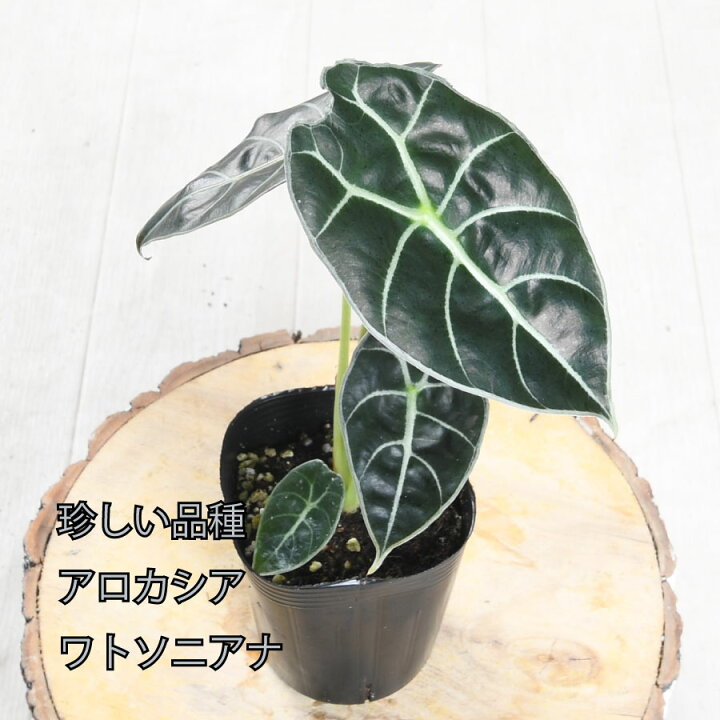 楽天市場】アロカシア ワトソニアナ 観葉植物 珍しい品種 希少 3号 