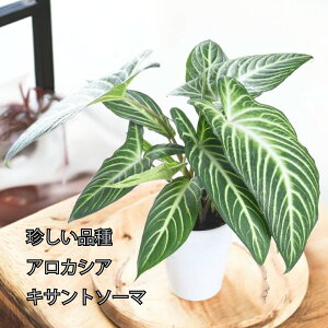 AJVA LTg\[} fj[ ϗtA i  5 A A[JVA tyރ^Cv