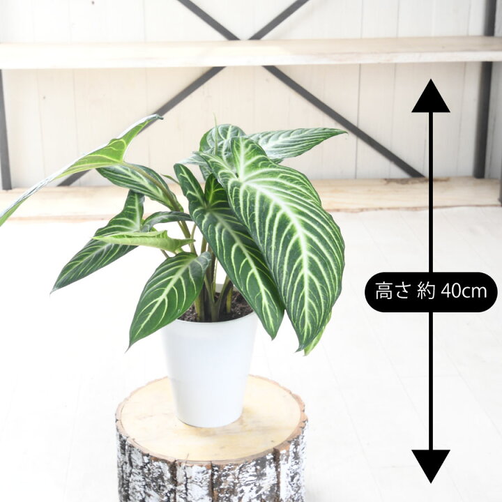 楽天市場】アロカシア キサントソーマ リンデニー 観葉植物 珍しい品種 