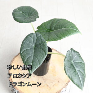 AJVA hS[ ϗtA i  3 |bg A[JVA tyރ^Cv