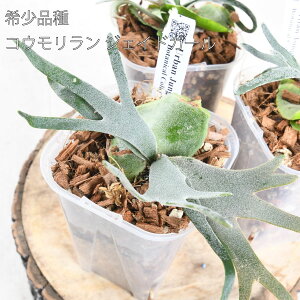  RE rJNV_ EBL[ WFChK[ 3.5 lK~G Xbg ˂`bv ϗtA CeA  