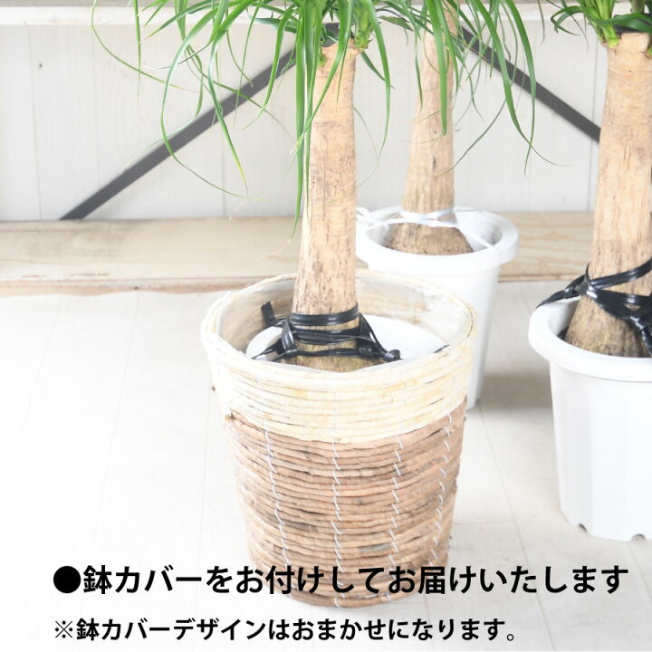 楽天市場】観葉植物 大型 プレゼントトックリラン ポニーテール 7号鉢 