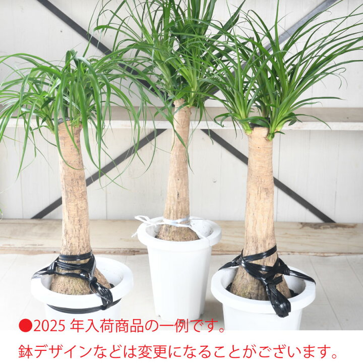 楽天市場】観葉植物 大型 プレゼントトックリラン ポニーテール 7号鉢 
