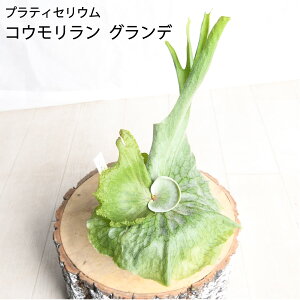 X̉IRE Of 3.5A yz rJNV_ veBZE A