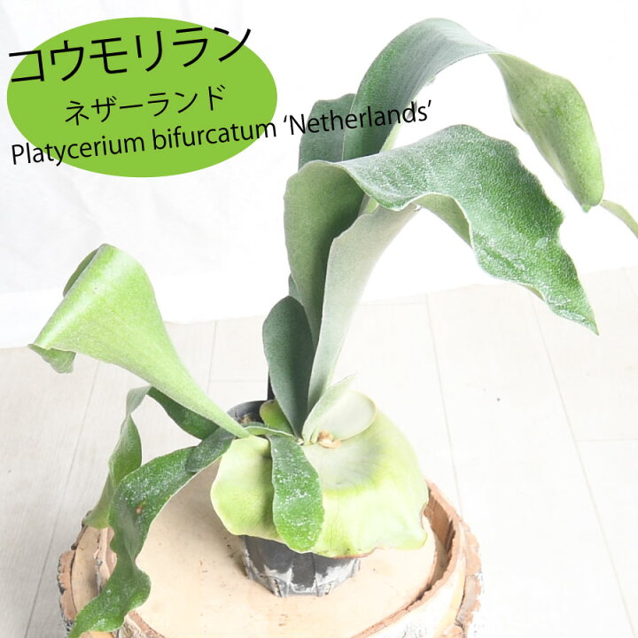 楽天市場】コウモリラン ビカクシダ ネザーランド プラティセリウム 3 