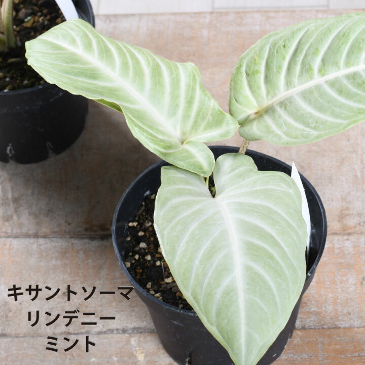 楽天市場】アロカシア キサントソーマ リンデニー ミント 観葉植物 
