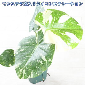 希少 斑入り モンステラ タイコンステレーション 4号鉢 【5月新入荷】 【送料無料】 観葉植物 おしゃれな レア品種 斑入り プレゼントに 育てやすい