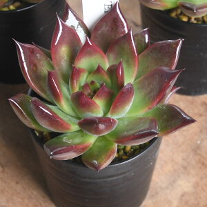 GPxA u^Ev uR[^ [Aiv uR[^ Ae}nbNv 2.5|bg lC̑A ϗtA 1|bg