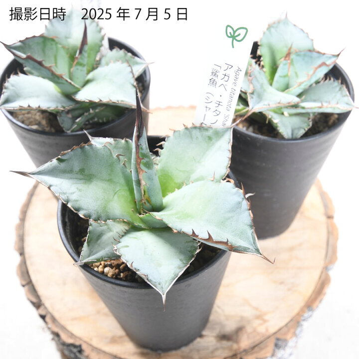 楽天市場】アガベ シャーク 鯊魚 チタノタ 3.5号 多肉植物 ドライ 