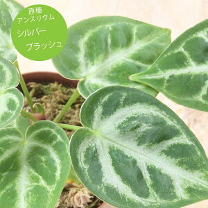 ϗtA AX[ Vo[ubV 3  A tyރ^Cv AXE Ai Vo[[t