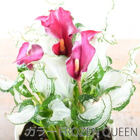 希少品種 カラー フローズンクイーン 斑入り レア品種 球根植物 おしゃれな 観葉植物 花鉢