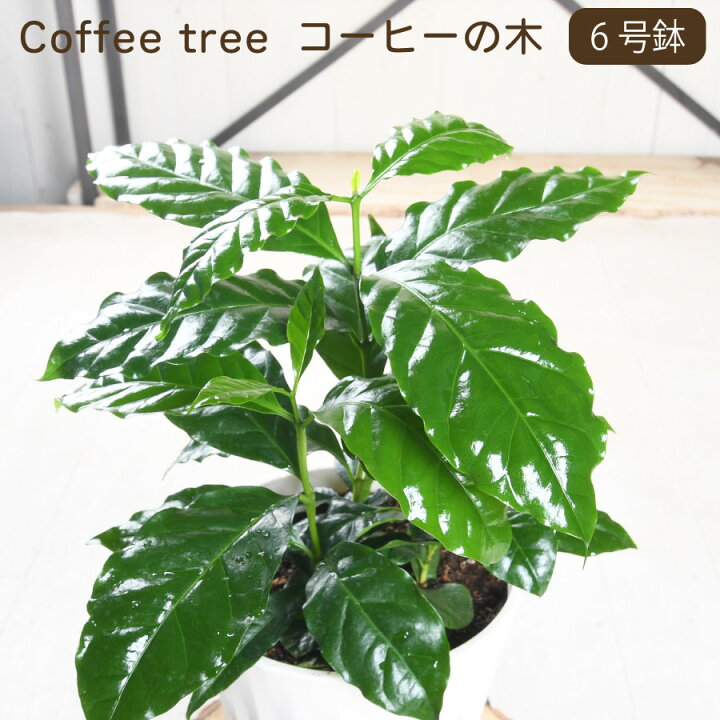 楽天市場】コーヒーの木 6号鉢植え 【送料無料】 鉢色選べる 無料 