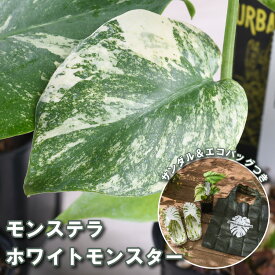 【数量限定】 希少 斑入り モンステラ ホワイトモンスター 2.5号 ポット苗 モンステラ柄の サンダル＆エコバッグつき 観葉植物 おしゃれな レア品種 斑入り プレゼントに 育てやすい インテリア おしゃれ 室内植物 送料無料